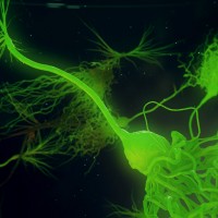 Laser Green Neurone synapse network 3D animation