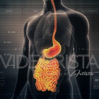 Anatomy of Human Male Gut on Futuristic Medical Interface dashboard. Seamless Loop.Animation.