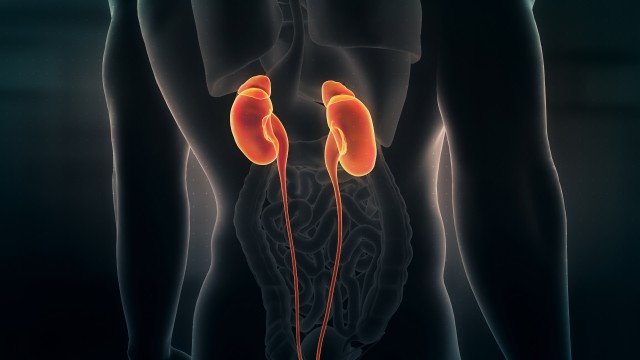 Anatomy of Human Male Kidneys on Black Background. Seamless Loop. Animation.